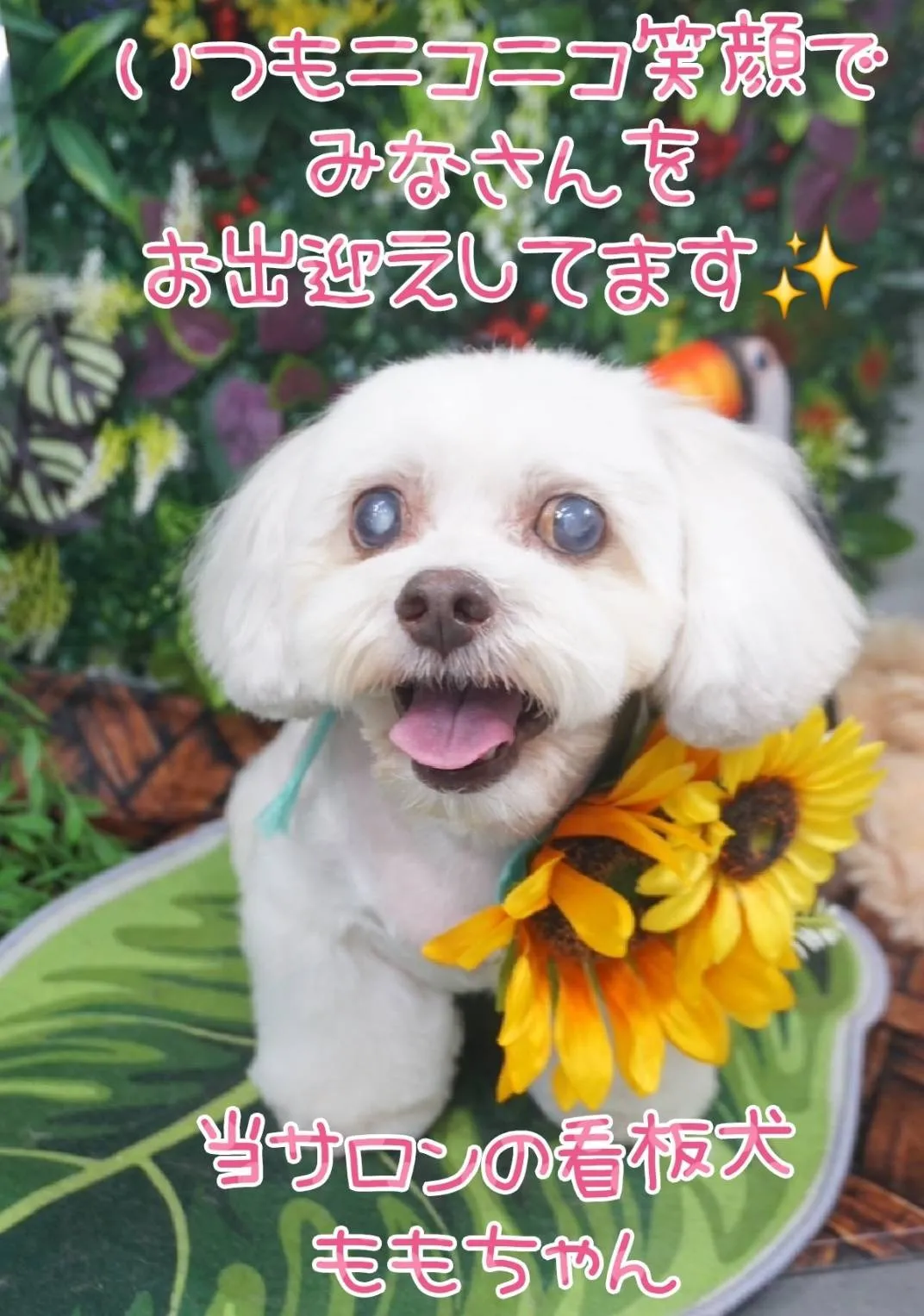 モモちゃん